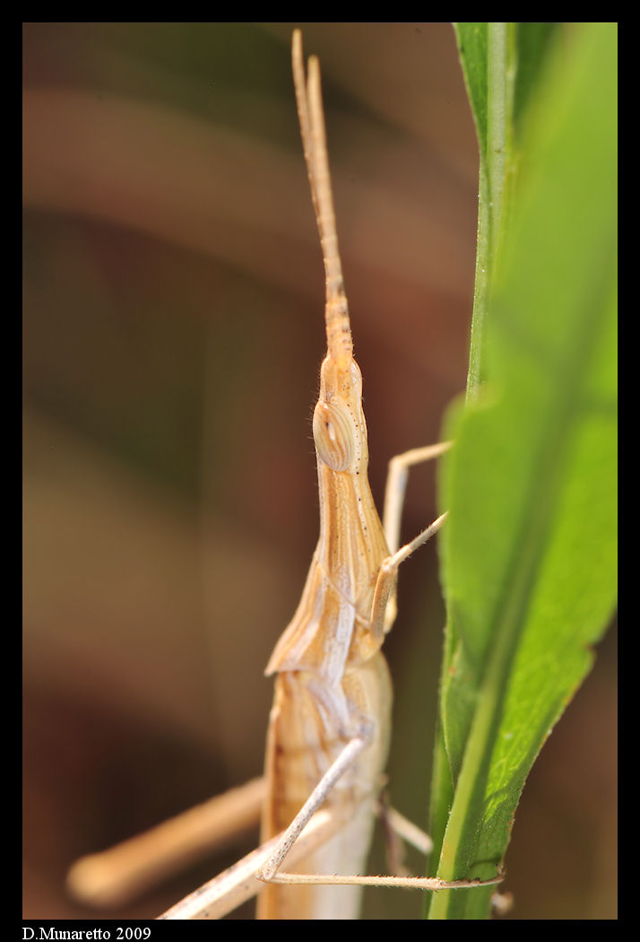 Insetto non identificato... f16 vs f32